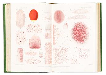 (NATURAL HISTORY -- MARINE SPONGE PHYSIOLOGY.) Yves Delage. Embryogenie des Eponges.